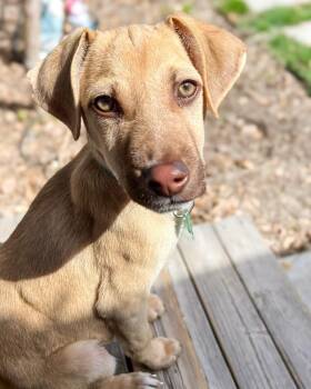 Spaniel and Labrador Retriever Dogs Available for Adoption in Calgary, Alberta - Sydney | PetCurious