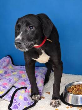 Tucker -  Retriever Dog for Adoption in Bedford, Indiana - Tucker | PetCurious