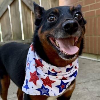 Gigi -  Mixed Breed Dog for Adoption in Dayton, Ohio - Gigi | PetCurious