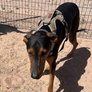 Peanut -  Doberman Pinscher and Black Labrador Retriever Dog for Adoption in Bernalillo, New Mexico - Peanut | PetCurious