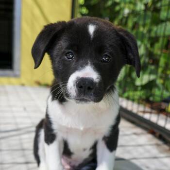 Mixed Breed Dogs Available for Adoption - Ziggy | PetCurious