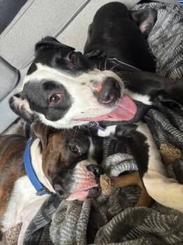 Rescue Mixed Breed Dogs for Adoption in Munster, Indiana - Lincoln | PetCurious