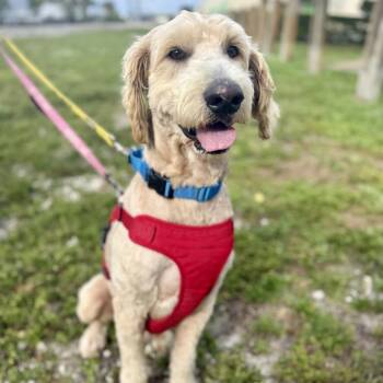 Golden Retriever Dogs Available for Adoption - Noodle | PetCurious