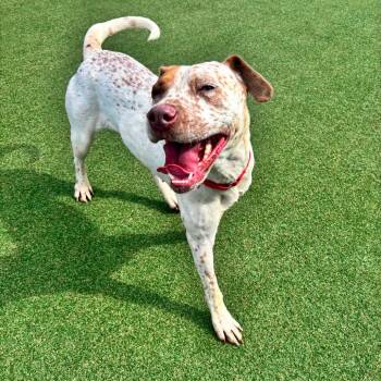 Maple -  Pit Bull Terrier and Mixed Breed Dog for Adoption in Parkersburg, West Virginia - Maple | PetCurious