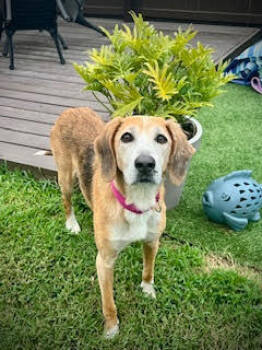 Rescue Hound Dogs for Adoption in Brewster, New York - Molly (SC) | PetCurious