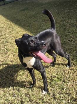 Rescue Labrador Retriever and American Staffordshire Terrier Dogs for Adoption in Daphne, Alabama - Rose | PetCurious
