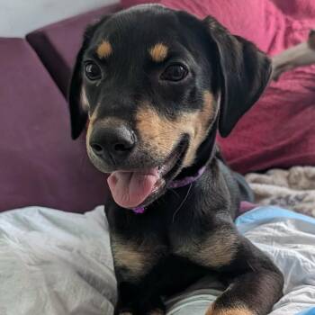 Croy -  Mixed Breed and Beagle Dog for Adoption in Savannah, Georgia - Croy | PetCurious