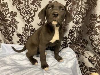 Pit Bull Terrier and Mixed Breed Dogs Available for Adoption - A607613 | PetCurious