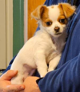 Papillon and Chihuahua Dogs Available for Adoption in Salt Lake City, Utah - Mona | PetCurious