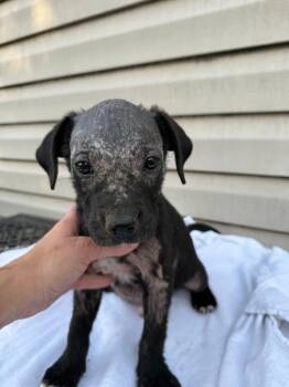 Evie -  Mixed Breed Dog for Adoption in Little Rock, Arkansas - Evie | PetCurious