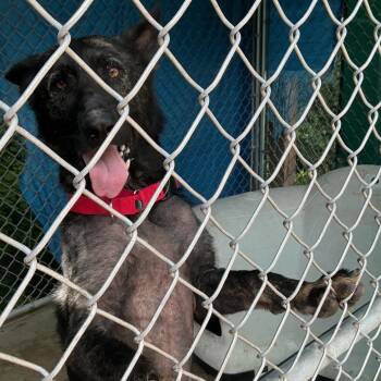 Blair -  German Shepherd Dog and Mixed Breed Dog for Adoption in Waynesburg, Pennsylvania - Blair | PetCurious