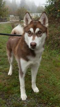 Rory -  Siberian Husky Dog for Adoption in Burnaby, British Columbia - Rory | PetCurious