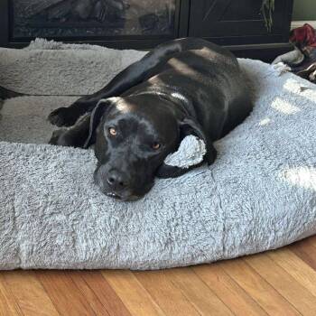 Rescue Labrador Retriever Dogs for Adoption in Savannah, Georgia - Merrick | PetCurious