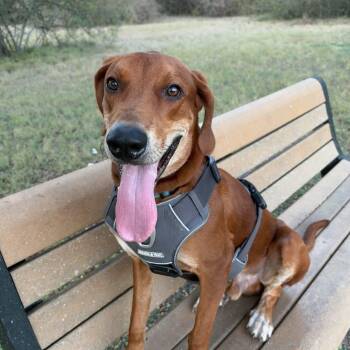 Cooper -  Vizsla and Rhodesian Ridgeback Dog for Adoption in Warren, Rhode Island - Cooper | PetCurious