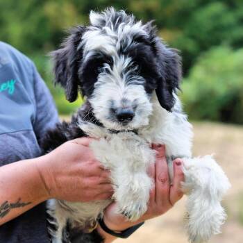 CT Apollo avail Sep 26 (Cropley