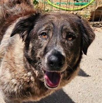 Pinipa -  Shepherd and Collie Dog for Adoption in Toronto, Ontario - Pinipa | PetCurious