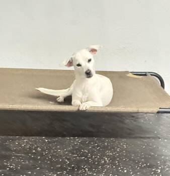 Labrador Retriever Dogs Available for Adoption - Lilo | PetCurious