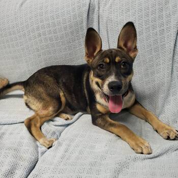 Tova -  Australian Kelpie Dog Available for Adoption in Sunderland, Maryland - Tova | PetCurious