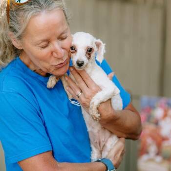 Eleanor Rigby -  Bichon Frise Dog for Adoption in Chester Springs, Pennsylvania - Eleanor Rigby | PetCurious