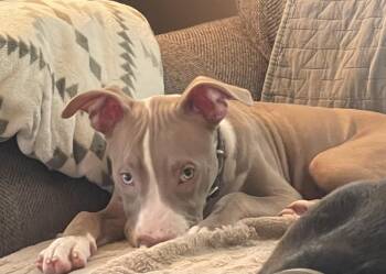 Tazz -  Mixed Breed Dog for Adoption in Kenosha, Wisconsin - Tazz | PetCurious