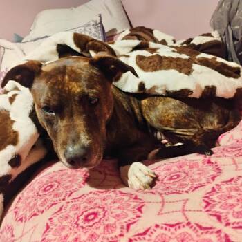 Kyrie -  Mixed Breed Dog for Adoption in New York, New York - Kyrie | PetCurious