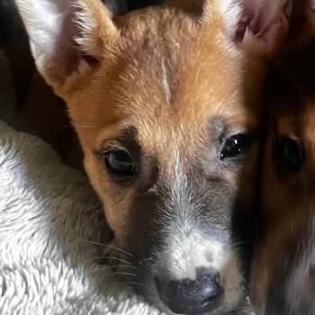 Nyla -  Mixed Breed Dog for Adoption in Columbus, Georgia - Nyla | PetCurious
