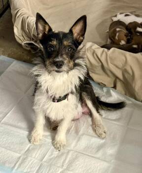 Terrier Dogs Available for Adoption in Silsbee, Texas - Cookie Crumble | PetCurious