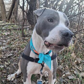 Pit Bull Terrier Dogs Available for Adoption - Lil