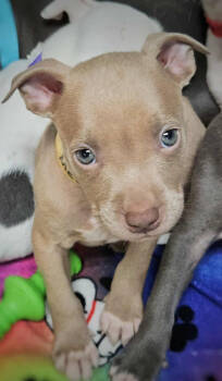 Rescue Mixed Breed Dogs for Adoption in Warren, Michigan - Mello Yello | PetCurious