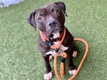 Pit Bull Terrier and Mixed Breed Dogs Available for Adoption - DYNASTY | PetCurious