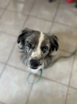 Billie -  Australian Cattle Dog Blue Heeler Dog for Adoption in Gilbert, Arizona - Billie | PetCurious