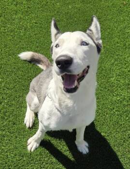 Rescue Siberian Husky Dogs for Adoption in Menifee, California - Lucky | PetCurious