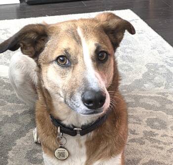 Shepherd Dogs Available for Adoption - Fred (E1-2023 Litter) Is Available For Adoption! (Courtesy Post) | PetCurious