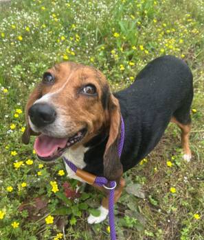 Beagle Dogs Available for Adoption in Benton, Arkansas - Coco / Boo | PetCurious