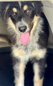 Emma Glamour -  Australian Shepherd and Border Collie Dog for Adoption in Fort Lupton, Colorado - Emma Glamour | PetCurious