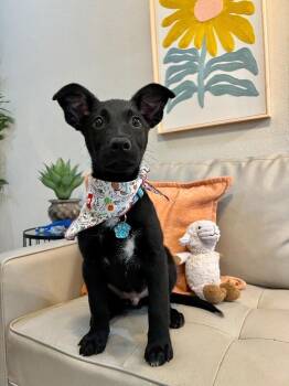 Bear Lee Loves You Always -  Labrador Retriever and German Shepherd Dog Dog for Adoption in Friendswood, Texas - Bear Lee Loves You Always | PetCurious