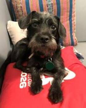 Biggins -  Terrier and Chihuahua Dog for Adoption in Seattle, Washington - Biggins | PetCurious