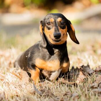 Dachshund Dogs Available for Adoption - Lorelai | PetCurious