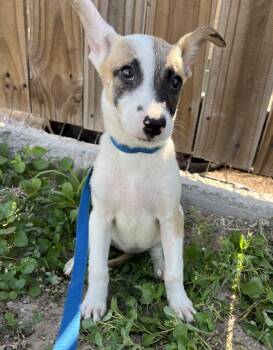 Terrier Dogs Available for Adoption in Harlingen, Texas - Lacy | PetCurious