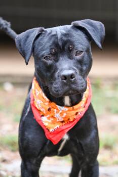 Chip -  Pit Bull Terrier Dog for Adoption in Chattanooga, Tennessee - Chip | PetCurious