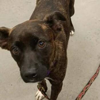 MJ -  Labrador Retriever and Mixed Breed Dog for Adoption in Voorhees Township, New Jersey - MJ | PetCurious