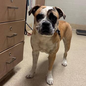 Taffy -  Mixed Breed Dog for Adoption in Bristol, Indiana - Taffy | PetCurious