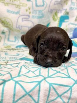 Korbel -  Weimaraner and Labrador Retriever Dog for Adoption in Clinton, South Carolina - Korbel | PetCurious