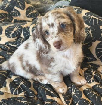 Levon -  Dachshund Dog for Adoption in Farmington, Connecticut - Levon | PetCurious