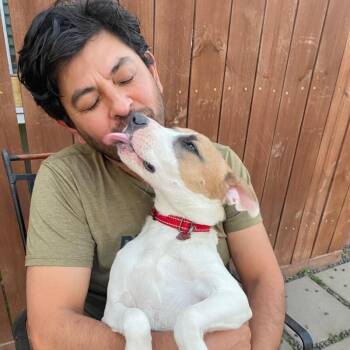 Aria The Girl With A Beautiful Smile -  Pit Bull Terrier Dog for Adoption in Friendswood, Texas - Aria The Girl With A Beautiful Smile | PetCurious