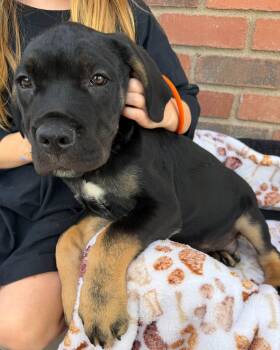 Cane Corso Dogs Available for Adoption in Glendale, Arizona - Benjamin Franklin | PetCurious