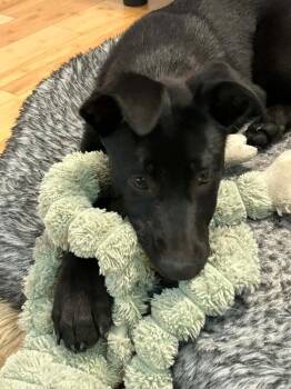 Griffin -  German Shepherd Dog Dog for Adoption in Seattle, Washington - Griffin | PetCurious