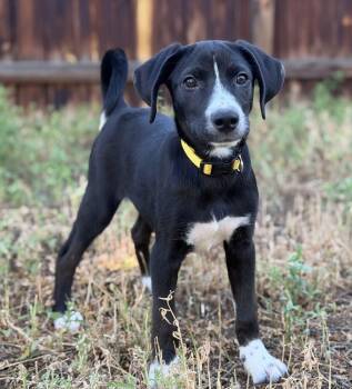 BELLA -  Shepherd Dog for Adoption in Broomfield, Colorado - BELLA | PetCurious