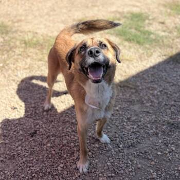Thunder -  Shepherd Dog for Adoption in Birmingham, Alabama - Thunder | PetCurious