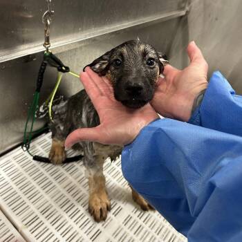 Spatzle -  German Shepherd Dog Dog Available for Adoption - Spatzle | PetCurious